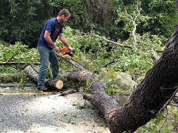 Best Hazardous Tree Removal  in Evansdale, IA